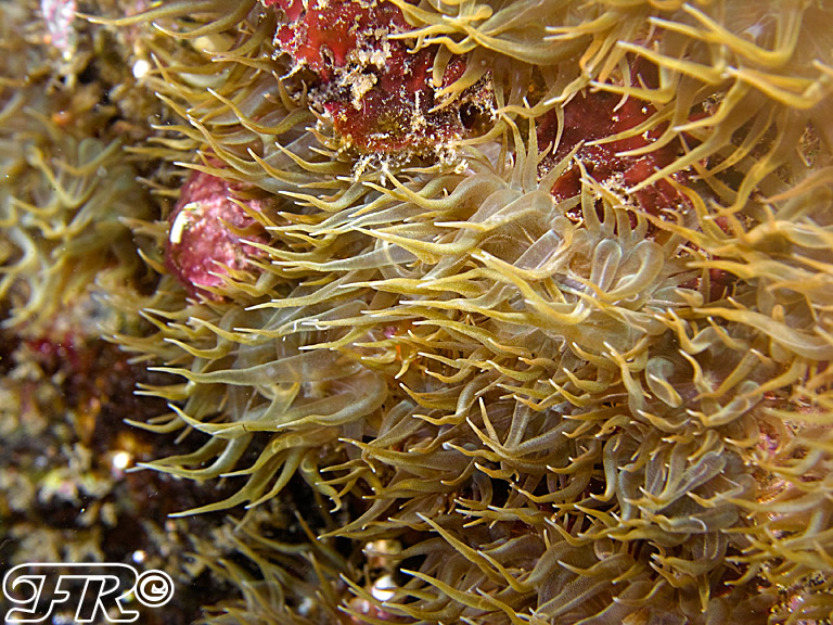 Aiptasia diaphana
